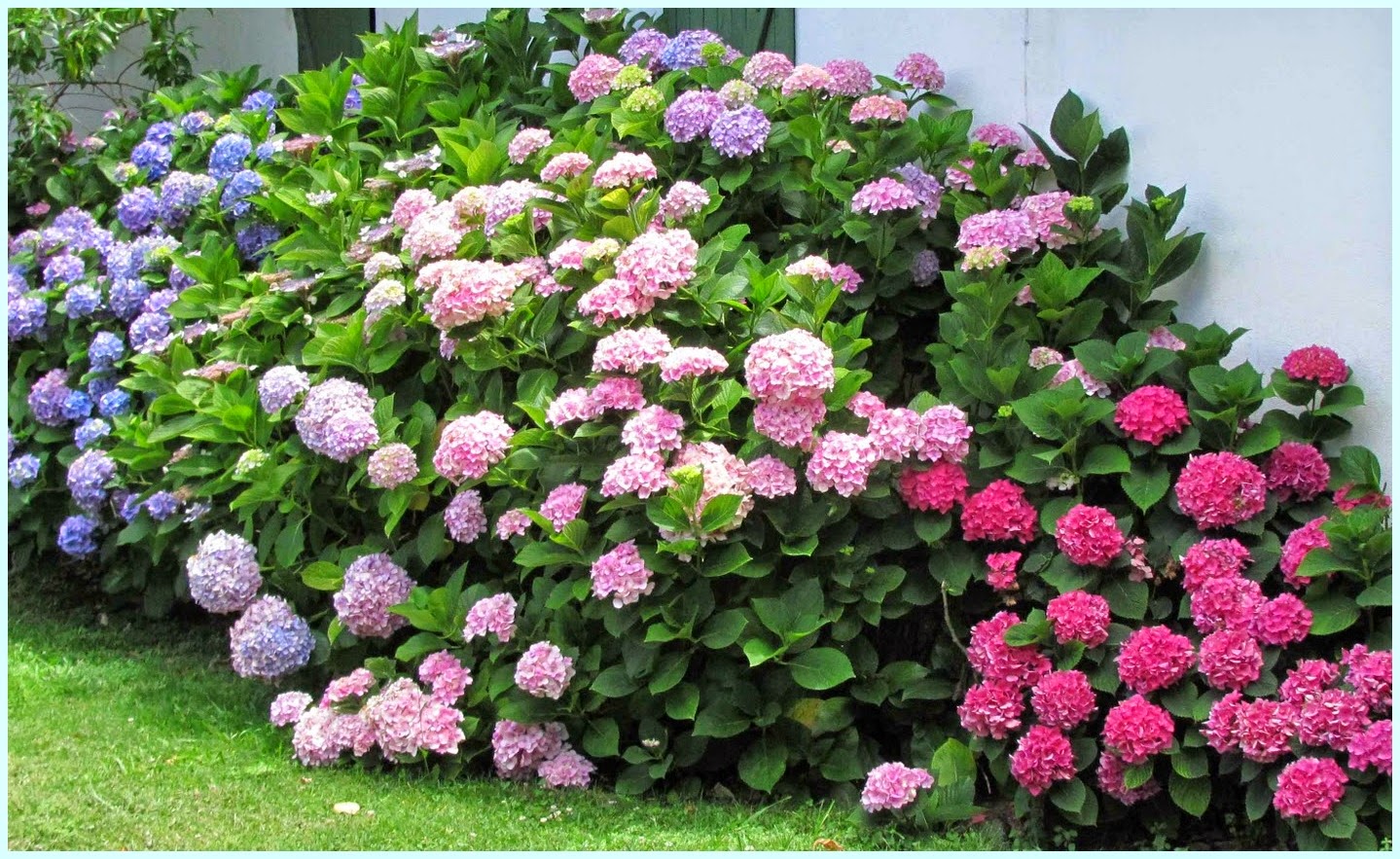 5 Consejos para podar una Hortensia | Jardineria Domenech | Mantenimiento de  Jardines