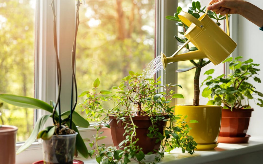 plantas de interior que son fáciles de cuidar en casa